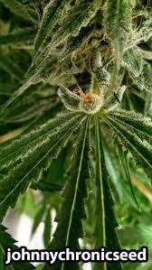 Résultat de recherche d'images pour "cannabis leaf"