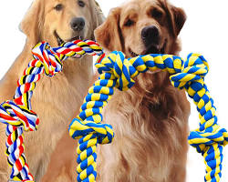 Image of Rottweiler playing tugofwar with a rope toy