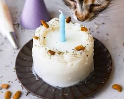 cat with a birthday cakeの画像