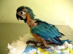 Image result for baby macaw parrot for sale