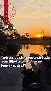 Turistas avistam onça-pintada com filhotes em tronco no Pantanal de MT