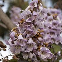 Image result for "Foxglove Tree"