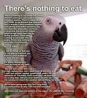 Pictures of 2 parrots talking like humans and ostriches <?=substr(md5('https://encrypted-tbn1.gstatic.com/images?q=tbn:ANd9GcR3DP-rzb7PpJUO0WbtyrXvlDGXRfXnFFGm--RIJva9vpdjr6lGlfsSm0Qz'), 0, 7); ?>