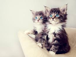 chatons