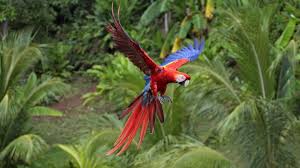 Image result for macaw parrot hd