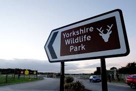Man Dies in Tiger Attack at Yorkshire Wildlife Park in England — The New York Times