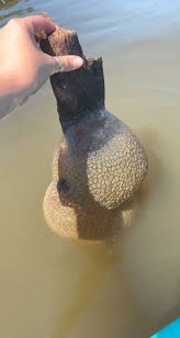 What are the jelly-like balls attached to driftwood in Lake ...