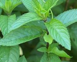 Image de Plante de menthe poivrée