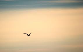 Image result for image lone bird flying by window
