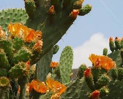 Imagen de Chumbera (Opuntia ficusindica)