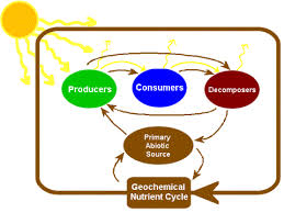 Image result for organisms and their environment