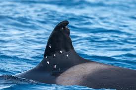World-famous orca 'shot' by sailors after being accused of 'attacking' boats