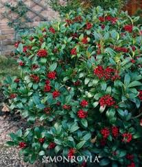 Image result for monrovia green pot