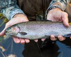 Gambar Trout fish