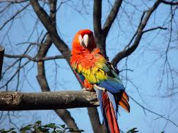 Image result for macaw parrot hd