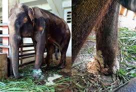 Elephants removed from 'crop damaging animals' list Details ...