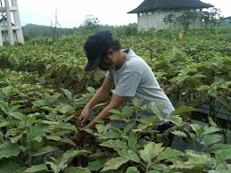 Image result for budidaya terong