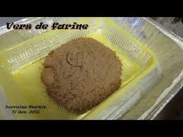 Résultat de recherche d'images pour "vers de farine"
