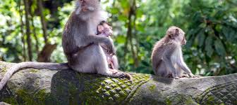 Hasil gambar untuk ubud kintamani tour