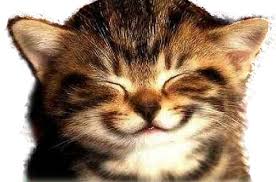 Image result for happy cats