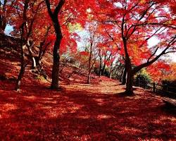 尾関山公園の紅葉の画像