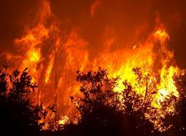 Image result for fire forest