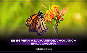TV Azteca Laguna - News update