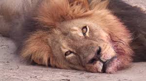 Image result for cecil lion