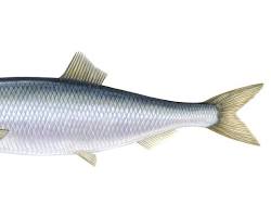 Gambar Herring fish