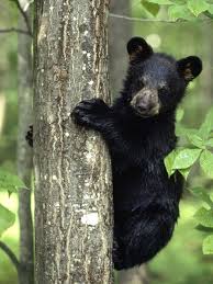 Resultado de imagem para urso negro