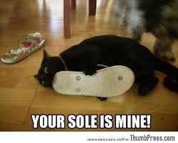 Image result for funny animal pictures