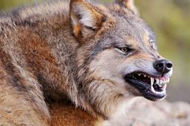 Image result for wolf growling