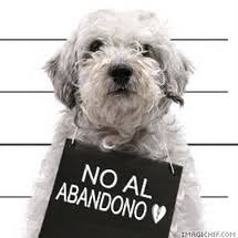 Resultado de imagen para imagenes de animales abandonados