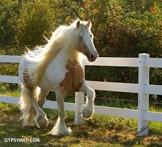 images?q=tbn:ANd9GcR45T1LC1MVEfcm-3fU7dk