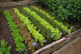 Resulta ng larawan para sa picture of lettuce