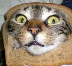 Bildergebnis für cat bread