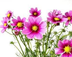 コスモスの画像