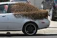 Watch: Honey bees swarm deputyaposs patrol car while stuck inside