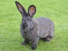 Image result for RABBIT
