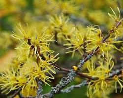 Witch Hazel (Hamamelis virginiana) plant