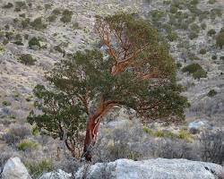 Image of Texas Madrone (Arbutus xalapensis) tree