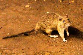 A suspected outbreak of the rare hantavirus on a cruise ship in the Atlantic kills 3 people