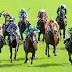 Sunshine CoastDaily a sure bet to help you pick a winner