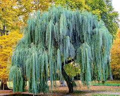 Image of Willow trees