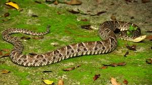 Image result for fer-de-lance images