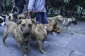 Perros que murieron envenenados en Parque España consumieron insecticida altamente tóxico: Fiscalía de CDMX