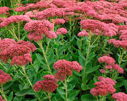 Sedum Autumn Joy in full sun