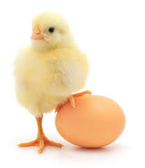 Resultado de imagen de huevos