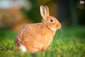 Image result for RABBIT