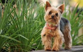 Χαρακτηριστικά του  YorkshireTerrier..